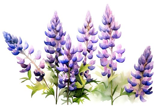 Lupine