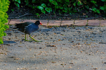 The Eurasian coot, Fulica atra, also known as the common coot, walking in park