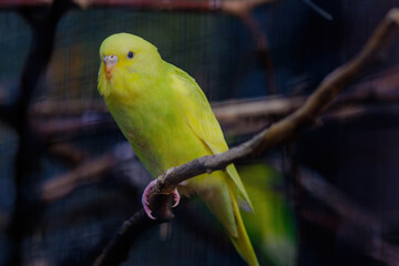 A yellow and green parakeet is perched on a branch