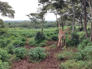 giraffe in the savannah © Tegawende