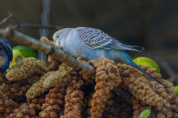 A blue and yellow parakeet is perched on a branch