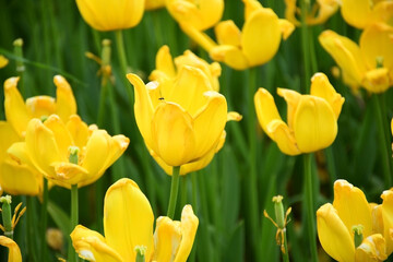Obraz premium Golden Glow: Istanbul's Radiant Tulips