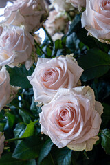 bouquet of roses