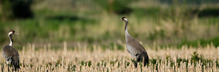 Zugvogel als Symbol der Fruchtbarkeit. Federtiere auf Stoppelfeld zu Pfingsten auf dem Weg in den Himmel. Der Kranich wird in China und Indien als göttlicher Himmelsbote verehrt.