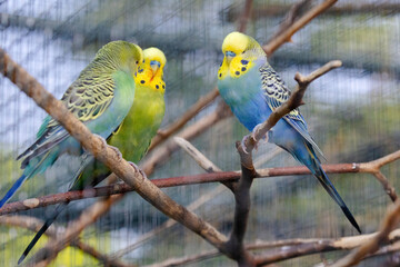 A blue and yellow parakeet is perched on a branch