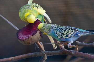 A blue and yellow parakeet is perched on a branch