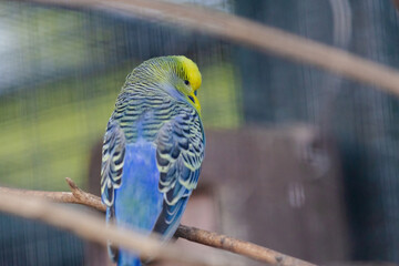Obraz premium A blue and yellow parakeet is perched on a branch