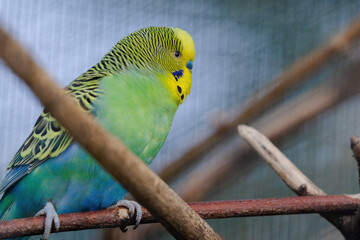 A blue and yellow parakeet is perched on a branch
