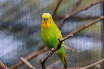 A yellow and green parakeet is perched on a branch