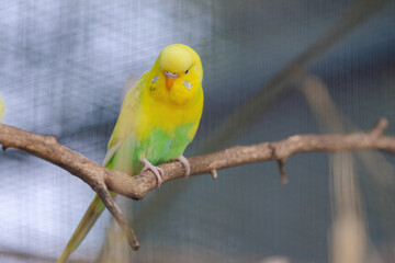 A yellow and green parakeet is perched on a branch