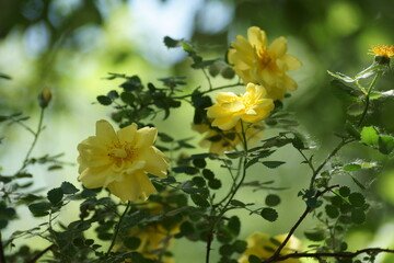 Fototapeta premium yellow flowers - computer systems