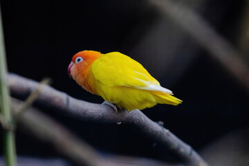 A yellow and orange bird is perched on a branch
