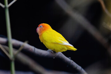 A yellow and orange bird is perched on a branch