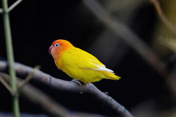 A yellow and orange bird is perched on a branch