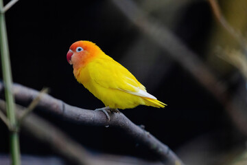 A yellow and orange bird is perched on a branch