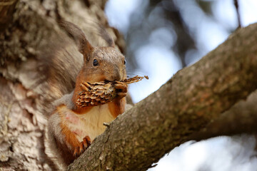 Red squirrel sitting on a pine tree branch and nibbling cone