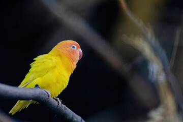 A yellow and orange bird is perched on a branch