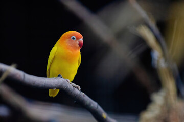 A yellow and orange bird is perched on a branch