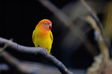 A yellow and orange bird is perched on a branch