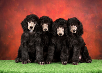 Group portrait of silver standard poodle puppies. 4 black dogs on a red and green background