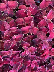 pink and purple coleus leaves