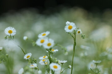 piccoli fiori bianchi in estate
