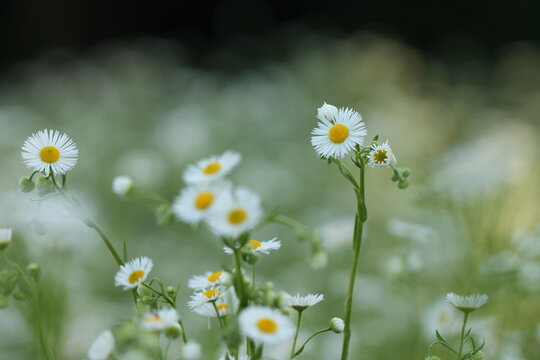 piccoli fiori bianchi in estate