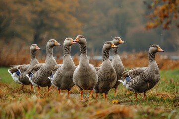 A disciplined row of geese in an autumn field with fall colors in the background