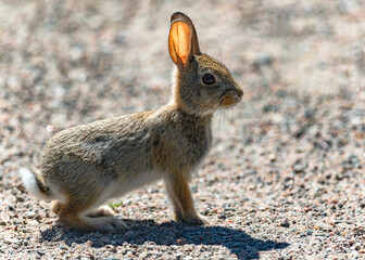 A cute Cottontail Rabbit crossing a gravel path with illuminated ears from the bright backlit sun.