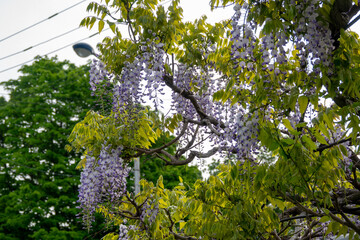 パープルロードの藤（北海道札幌市東区）