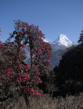 Spring at Annapurna terk trail