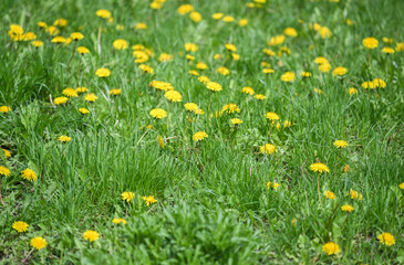 Dandelions are shown on un mowed grass