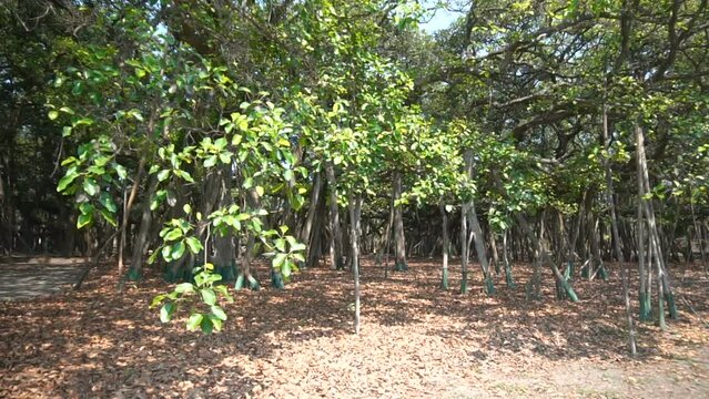 Video of the Great Banyan tree,Ficus benghalensis,at Acharya Jagadish Chandra Bose Indian Botanic Garden, Shibpur,Howrah,India.Largest tree specimen in the world in the Guinness Book of World Records.