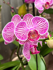 Colorful Orchid Blossoms