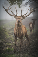 Majestic Red Deer in Misty Forest, Powerful Stag with Impressive Antlers in Natural Habitat
