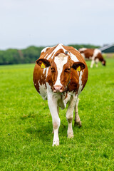 a brown white cow grazes in the meadow under the blue sky