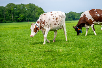 a brown white cow grazes in the meadow under the blue sky