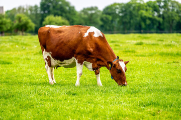 a brown white cow grazes in the meadow under the blue sky