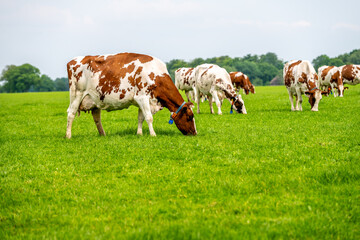 a brown white cow grazes in the meadow under the blue sky