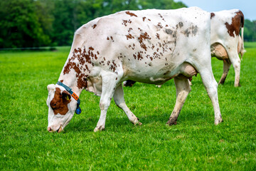 a brown white cow grazes in the meadow under the blue sky