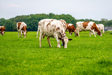 a brown white cow grazes in the meadow under the blue sky