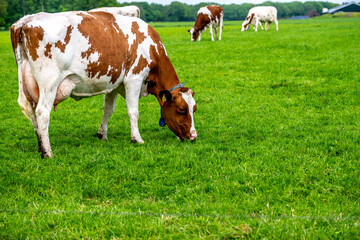 a brown white cow grazes in the meadow under the blue sky