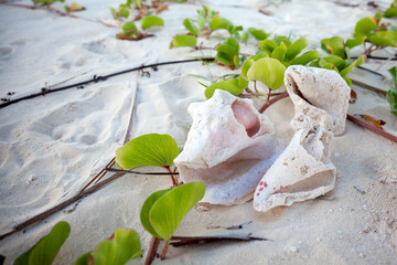 Big conch shell on white sand on beach.