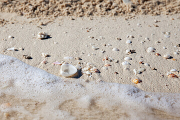 Seashells on sand on the beach