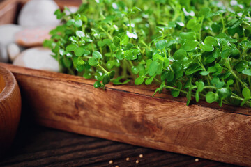 Close-up of mustard microgreens sprouts in a wooden tray, illustrating eco-friendly home gardening...