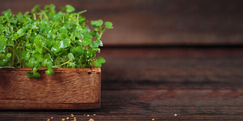 Fresh mustard microgreens on wooden background, an organic dietary supplement packed with nutrients.