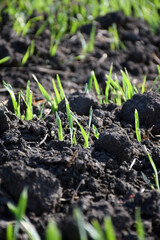 Young wheat sprouts close-up in the field on the soil. Farm business. Agriculture and agro-industry