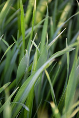 Green juicy grass close-up. Selective focus on foreground