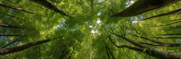 Fototapeta premium Lush Green Beech Trees Canopy