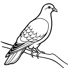 line art of a pigeon, white background